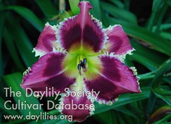Daylily Spooky Tooth